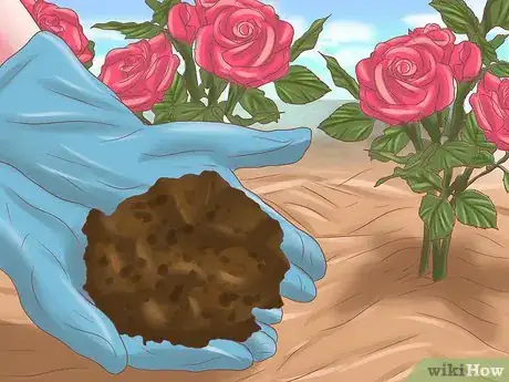 Image intitulée Make Roses Last Longer Step 10