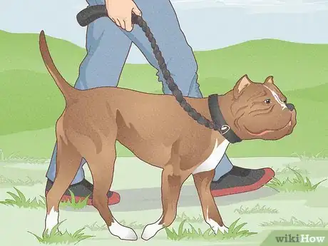 Image intitulée Train a Pit Bull Step 1