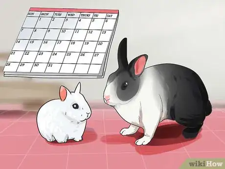 Image intitulée Breed Rabbits Step 4