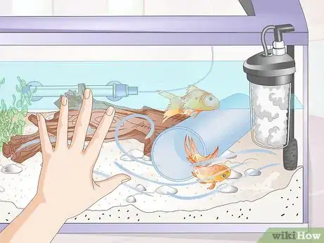 Image intitulée Introduce a Pleco to a Goldfish Tank Step 8