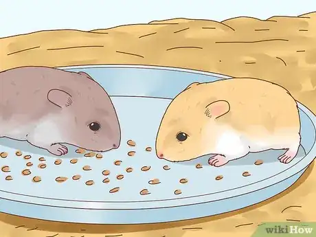 Image intitulée Care for Hamster Babies Step 18