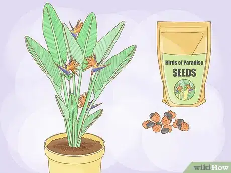 Image intitulée Grow Bird of Paradise Step 1