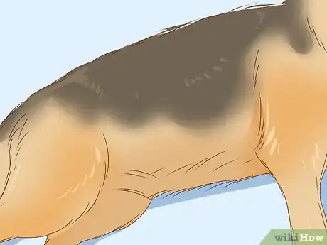 Image intitulée Identify a German Shepherd Step 1