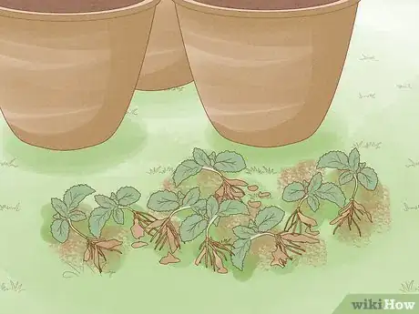 Image intitulée Grow Kale Step 11