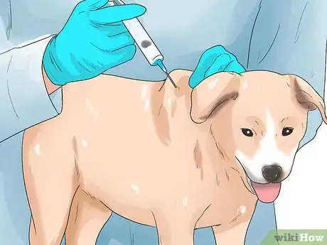 Image intitulée Prevent Parvovirus in Dogs Step 2