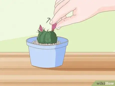 Image intitulée Grow a Cactus Step 1