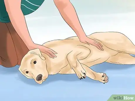 Image intitulée Teach Your Dog to Play Dead on Command Step 15