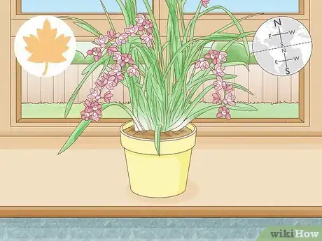 Image intitulée Grow Cymbidium Orchids Step 10