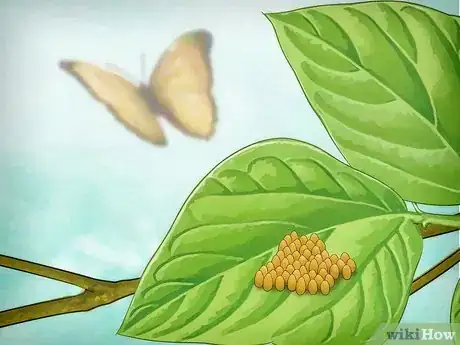 Image intitulée Raise Butterflies Step 14
