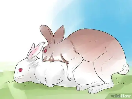 Image intitulée Breed Rabbits Step 8