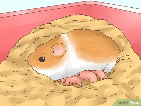 Image intitulée Care for Hamster Babies Step 10