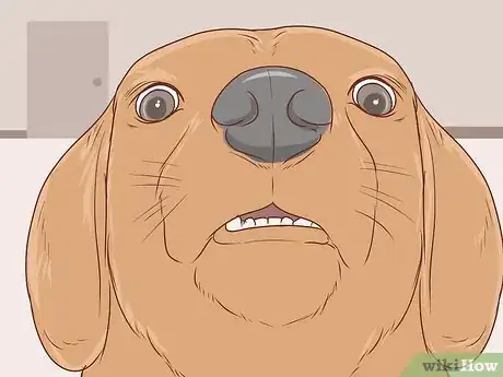 Image intitulée Communicate With Your Dog Step 12
