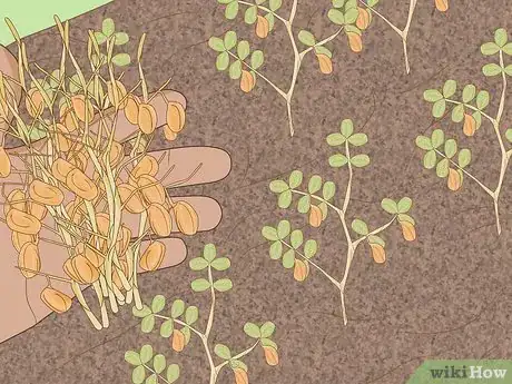Image intitulée Grow Lentils Step 12