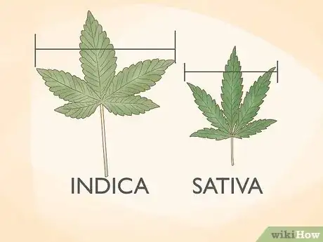 Image intitulée Tell the Difference Between Indica and Sativa Step 9