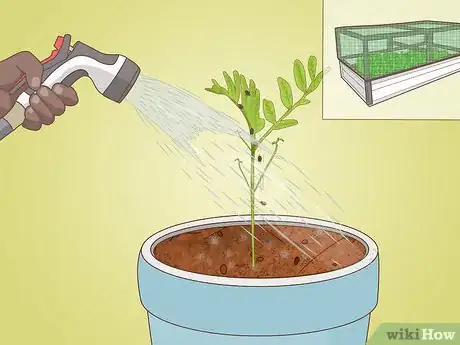 Image intitulée Grow Lentils Step 11