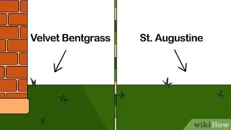 Image intitulée Grow Grass Step 3