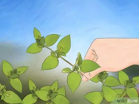 Image intitulée Grow Honeysuckle Step 9
