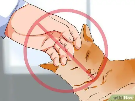 Image intitulée Prevent Cat Allergies Step 8