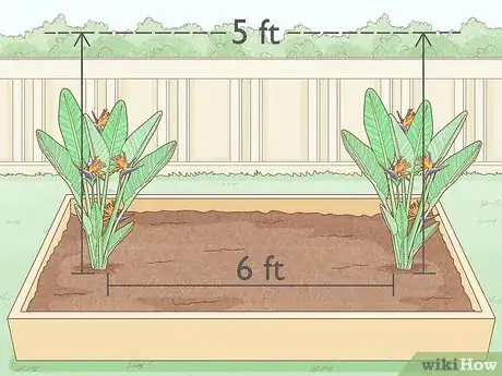 Image intitulée Grow Bird of Paradise Step 5