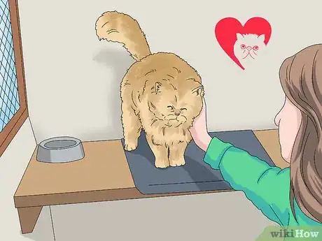 Image intitulée Identify a Persian Cat Step 14