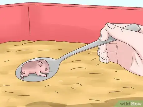 Image intitulée Care for Hamster Babies Step 11
