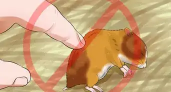 dresser un hamster à ne pas mordre
