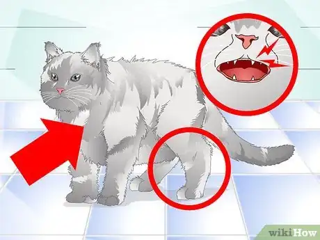 Image intitulée Get Rid of Cat Dandruff Step 4