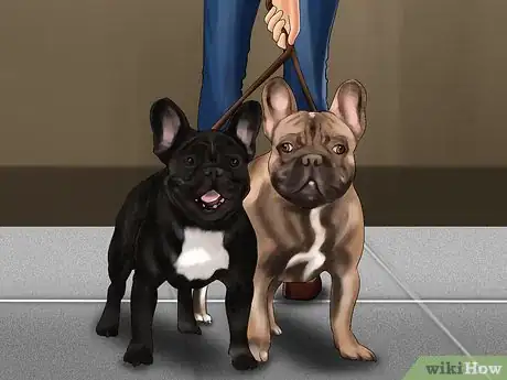 Image intitulée Breed French Bulldogs Step 3