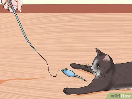 Image intitulée Care for Indoor Cats Step 12