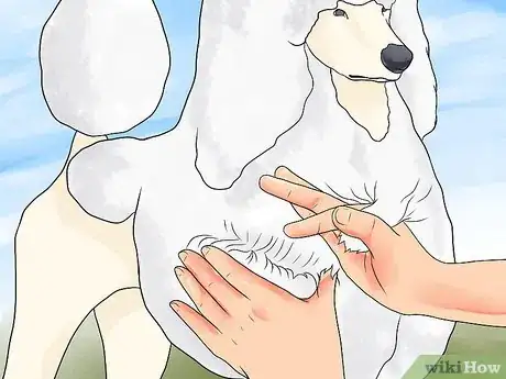 Image intitulée Blow Dry a Poodle Step 4