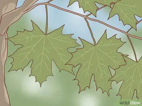 Image intitulée Identify Sugar Maple Trees Step 4
