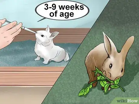 Image intitulée Feed Baby Rabbits Step 8