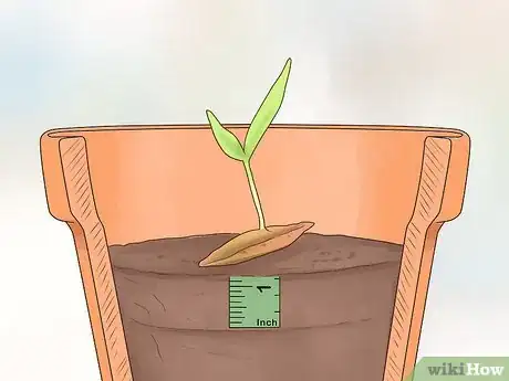 Image intitulée Plant Date Seeds Step 12