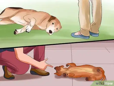 Image intitulée Teach Your Dog to Play Dead on Command Step 21