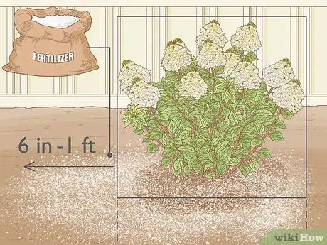 Image intitulée Care for Limelight Hydrangeas Step 9