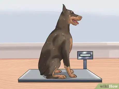 Image intitulée Calculate Dog Years Step 10