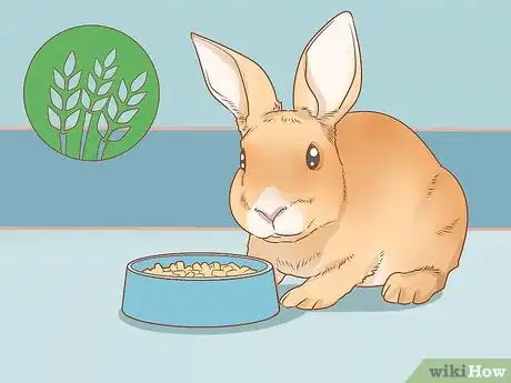 Image intitulée Raise Rabbits Step 5