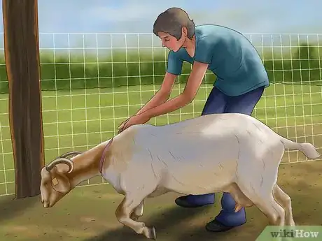 Image intitulée Milk a Goat by Hand Step 22