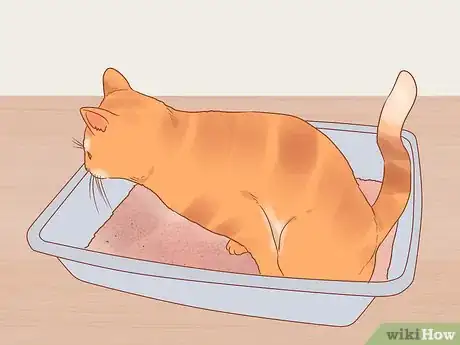 Image intitulée Reduce Stress in Cats Step 1