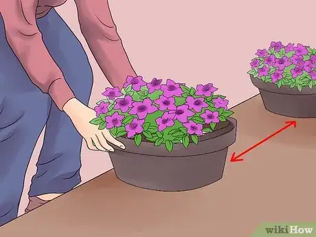 Image intitulée Grow Petunias Step 5