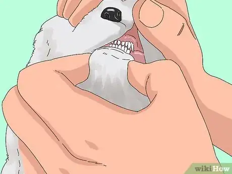 Image intitulée Take Care of Puppies Step 35
