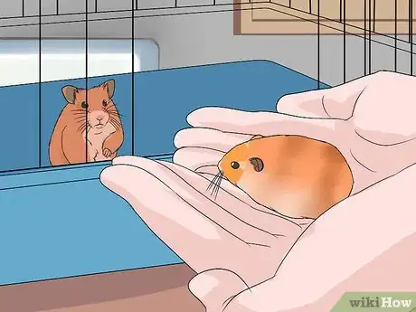 Image intitulée Breed Syrian Hamsters Step 8