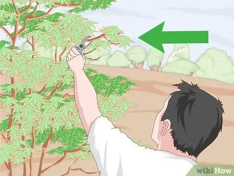 Image intitulée Grow a Sandalwood Tree Step 13