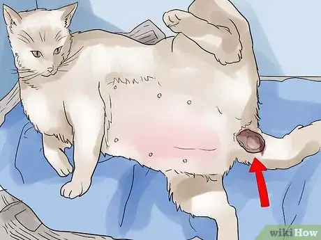 Image intitulée Help a Cat Give Birth Step 11