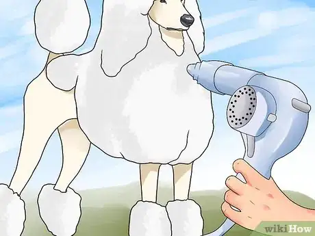 Image intitulée Blow Dry a Poodle Step 7