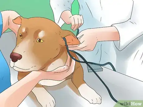 Image intitulée Tell if Your Dog Is Deaf Step 11