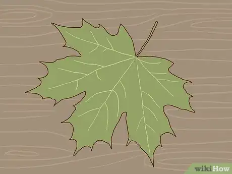 Image intitulée Identify Sugar Maple Trees Step 1