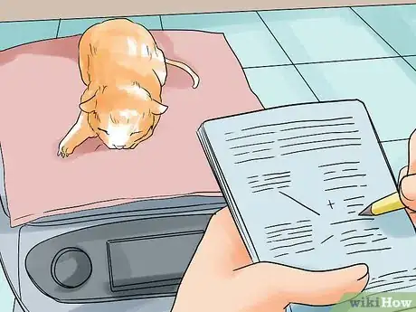 Image intitulée Help a Cat Give Birth Step 19