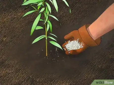 Image intitulée Plant a Peach Tree Step 10