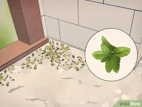 Image intitulée Get Rid of Ants Naturally Step 10